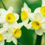 narcissus