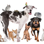 Pets in front of a white background