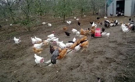 Boldog csirkék – vidám fogyasztók