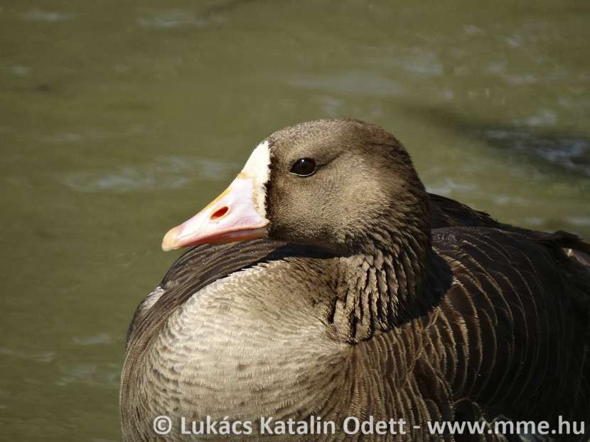 Ismét Tatai Vadlúd Sokadalom!