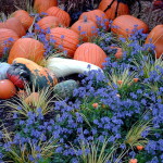 pumpkin-patch-1386574-1279x1022