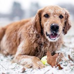 winter_dog_snow_72596_1920x1080