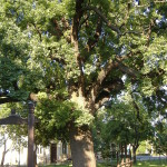 800px-Juhász_Gyula_memorial_tree