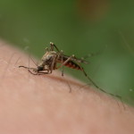 mosquito-bite-1-1501395-1280x960