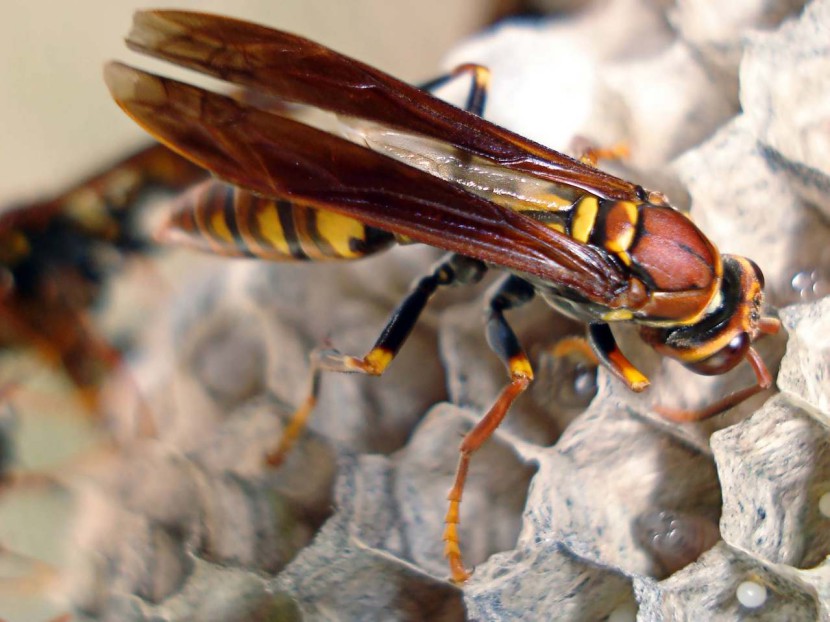 Méhek és darazsak okozta veszélyek