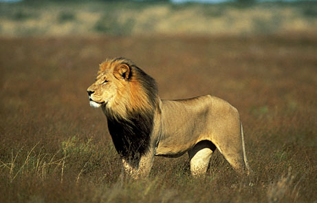 Nagymacskák nyomán – a kalahári oroszlánok és bengáli tigrisek között