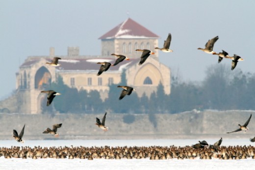 November 26-án ismét Tatai Vadlúd Sokadalom!