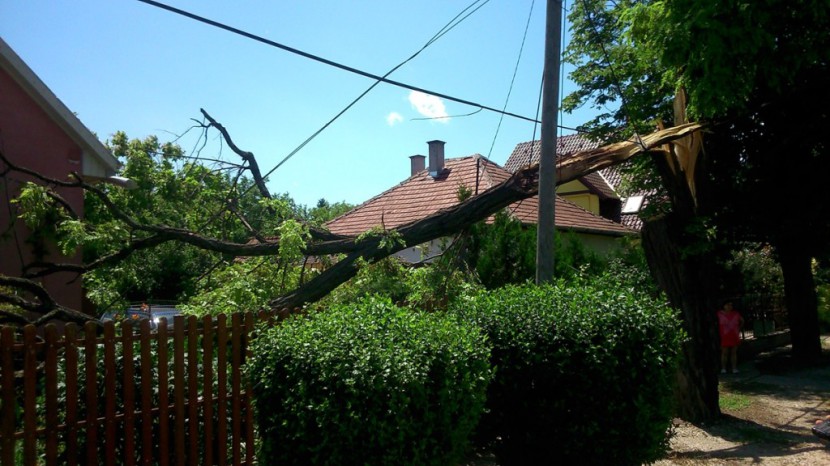 A Tárnoki úton fa dőlt az elektromos vezetékre