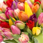 colorful tulip close