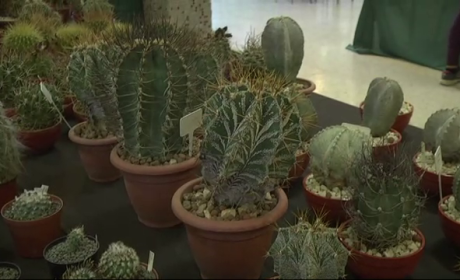 Kaktuszkiállítás és vásár