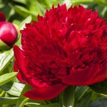 peonia7