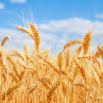 wheat-seeds