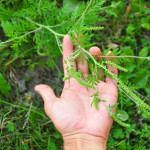 Ragweed