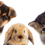 dogs_rabbits_cats_1200