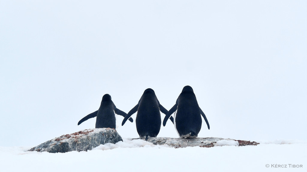 szamárpingvin trió