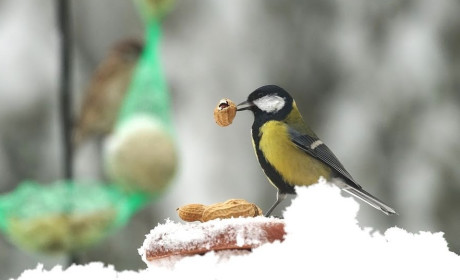Hóesésben életmentő a madáretetés