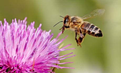 Kik poroznak be jobban: az emberek vagy a méhek?