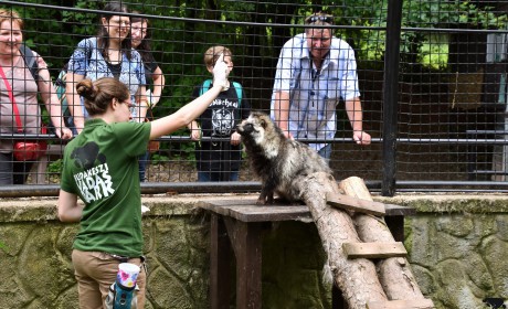 Az állatok is tréningeznek a Budakeszi Vadasparkban