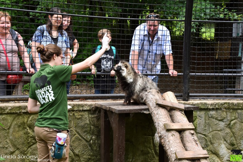 Az állatok is tréningeznek a Budakeszi Vadasparkban