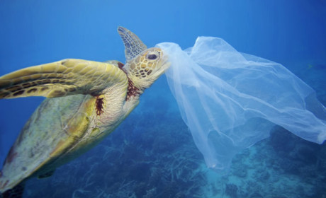 Mondjunk nemet az egyszer használatos műanyagokra!