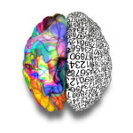 A typical brain with the left side depicting an analytical, structured and logical mind, and the right side depicting a scattere