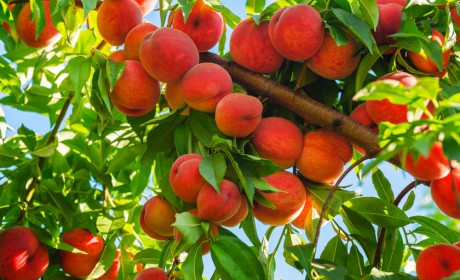 Év végéig lehet bejelenteni az engedély nélküli gyümölcsültetvényeket